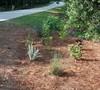 Roadside Bog Garden Picture