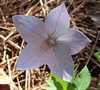 Shell Pink Balloon Flower