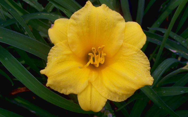 Stella De Oro Daylily Picture