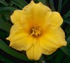 Stella De Oro Daylily Picture
