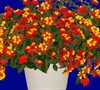 Fireworks Lantana