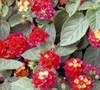 Carlos Lantana