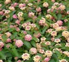Peach Sunrise Lantana