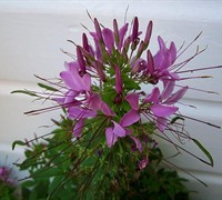 Violet Queen Cleome Picture
