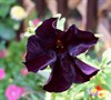 Black Velvet Petunia
