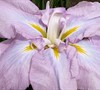 Light In Opal Japanese Iris