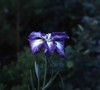 Nikiyama Japanese Iris