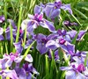 Anna Japanese Iris