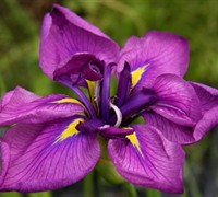Shogun Japanese Iris Picture