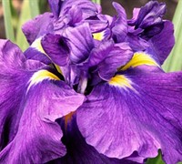 Summer Storm Japanese Iris Picture