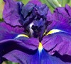 Summer Storm Japanese Iris
