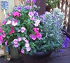 Blue Container Garden