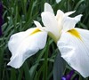 Wake Hegi Japanese Iris