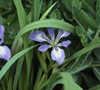 Dixie Iris