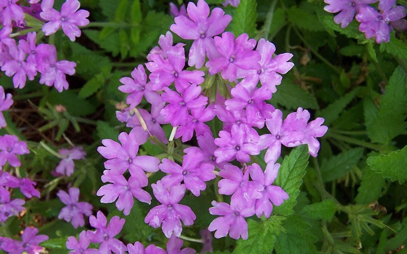 Superbena Large Lilac Picture