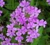 Superbena Large Lilac