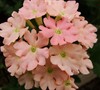 Aztec Coral Verbena