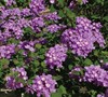 Purple Bed