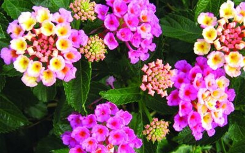 Bandana Pink Lantana Picture