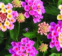 Bandana Pink Lantana Picture
