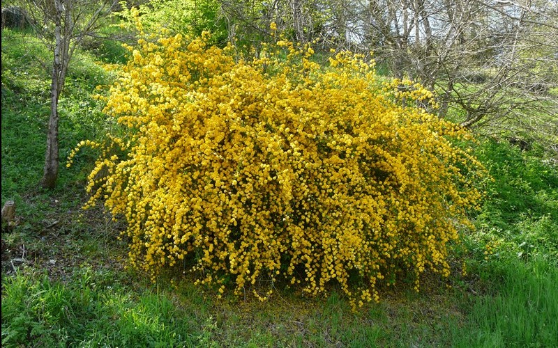 Japanese+Kerria+Shrub Double Kerria Japonica Picture - Gardenality