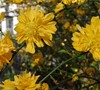 Double Kerria Japonica