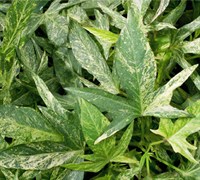 Sweet Caroline Green And Yellow Sweet Potato Vine Picture