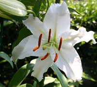 Casablanca Oriental Lily Picture