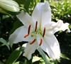 Casablanca Oriental Lily