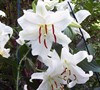 Casablanca Oriental Lily