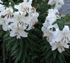 Casablanca Oriental Lily