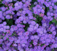 Hawaii Blue Ageratum Picture