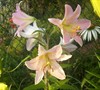 Le Reve Oriental Lily