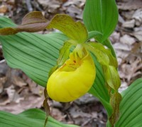 Golden Slipper Orchid Picture
