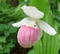 Showy Lady's Slipper Orchid Picture