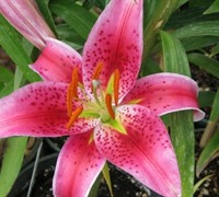 Starfighter Oriental Lily Picture