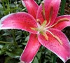 Starfighter Oriental Lily