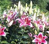 Starfighter Oriental Lily