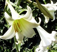 Philippine Lily Picture