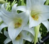 Philippine Lily