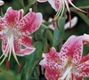 Rubrum Lily