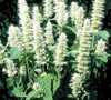 Licorice White Hyssop