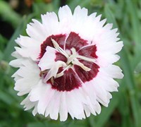 Brilliant Star Dianthus Picture