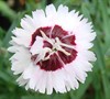 Brilliant Star Dianthus