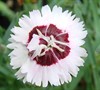Peppermint Star Dianthus
