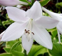 Fragrant Bouquet Hosta Lily Picture