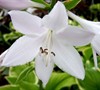 Fragrant Bouquet Hosta Lily