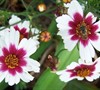 Sweet Dreams Coreopsis