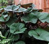 Othello Ligularia