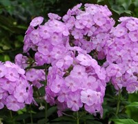 David's Lavender Garden Phlox Picture